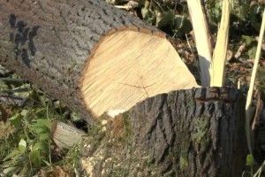 На Волині під час заготівлі дров дерево вбило чоловіка