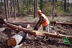 На Волині триває розробка ділянок, пошкоджених буреломами