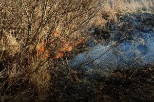 На Волині за добу ліквідували дві пожежі сухостою