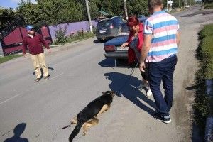 Від цього холоне кров: черговий приклад людської цинічності та беззаперечної відданості тварин (Фото)