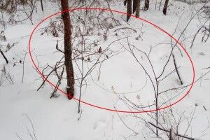 Тварина помирає в муках: на Поліссі виявляють браконьєрські петлі