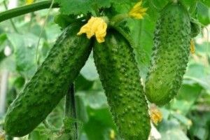 Чи буде «огірковий обвал» на Волині