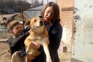 Під час карантину лучани взялися масово «всиновлювати» безпритульних псів (фото)