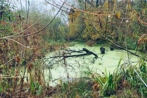 У Шацькому національному парку обстежили три основні витоки річки Прип’ять (Фото)