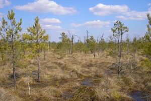 Черемському природному заповіднику на Волині – 19 років (Фото)