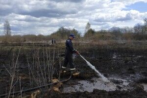 Червоний півень атакував торф’яник біля Великої Ведмежки (Фото, відео)
