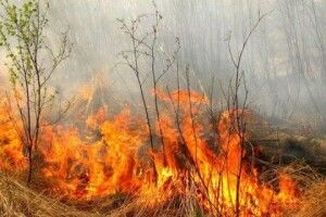 У Камені-Каширському говорили про те, яке лихо від спалювання сухої рослинності