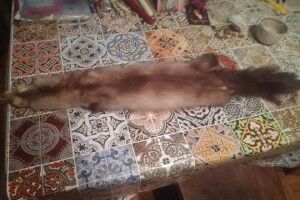 Лучани «ділять» шкуру вбитої чверть століття тому лисиці (фото)