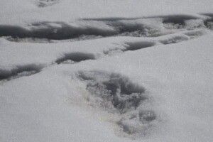 На Рівненщині знайшли людські рештки