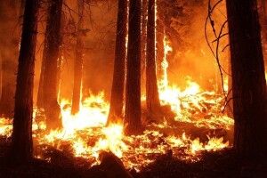   Волинянин ненароком спалив 1,2 гектара лісу