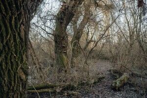 Майже 2 тисячі зрізаних дерев у Луцьку перетворять на безкоштовні дрова 