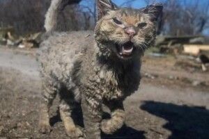 Історія популярного кота, який сильно постраждав від обстрілу рашистів (Фото)