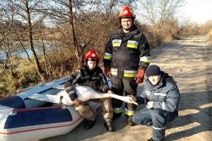 «Троє у човні, якщо не рахувати лебедя»: на Рівненщині бійці ДСНС врятували пернатого красеня (фото)