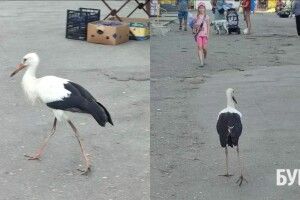 У Нововолинську посеред міста розгулює лелека
