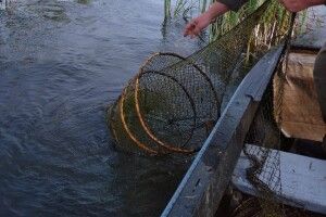 Водойми Волині очищають від браконьєрських сіток