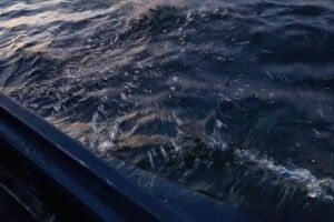 На волинському озері «ловили» браконьєрів