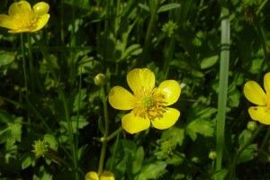 На Волині журналісти заховали квітку, яку ...навіть нюхати не варто