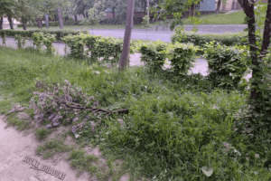 У Рівному вандали покалічили бузок