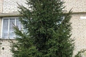 На Горохівщині віддають у добрі руки ... ялинку