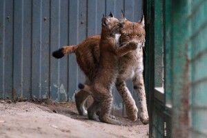 У Харкові відвідувачам екопарку нарешті показали хлоп'ятко-рисенятко