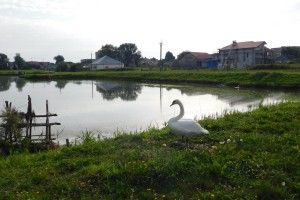У Горохові хтось напакостив на головному міському ставкові