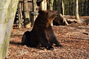 Через теплу осінь в Карпатах досі не можуть позасинати ведмеді