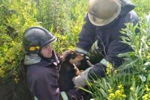 Бійці ДСНС врятували із закинутого колодязя бідосиків-барбосиків (Фото) 