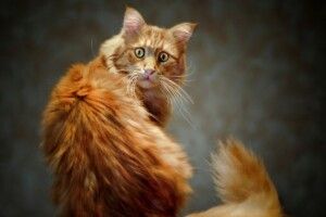 Святого Миколая на гербі Луцька пропонують замінити на рудого кота