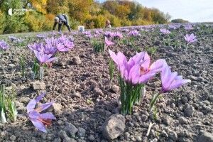 Як на Волині вирощують найдорожчу спецію у світі — шафран (Відео)