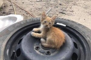 У Луцьку шукають дім кошенята, які народилися на складі автозапчастин (Фото)