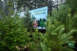 Від 150 гривень: на Волині та Рівненщині - одні з найдешевших ялинок 