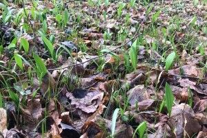 У Цуманській пущі вже зеленіє ведмежа цибуля (фото)
