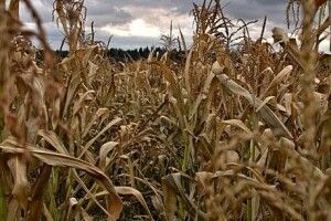 На Волині бабуся заблукала в кукурудзяному полі