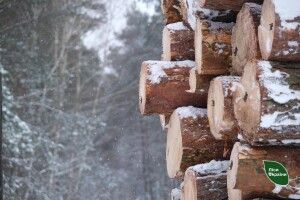 Волинські лісівники дбають про забезпечення військових деревиною