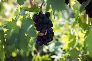 На Закарпатті фермер взявся виготовляти олію з виноградних кісточок