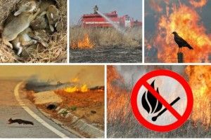 Рятувальники ліквідували 7 загорань сухої трави (фото)