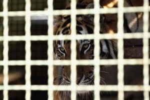 В окупованому Криму тигр відкусив однорічному хлопчику великого пальця на руці