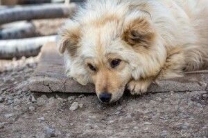 На Вінниччині засудили чоловіка, який вбив та з”їв сусідського пса