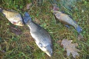 Порушник приїхав з Нововолинська на Камінь-Каширщину та попався в руки патруля (Фото)