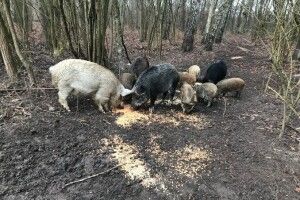 На Волині збудували новий вольєр для диких кабанів