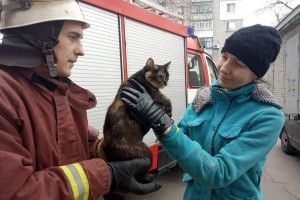 Пухнастого бешкетника-верхолаза довелося знімати з дерева за допомогою пожежної драбини (фото)