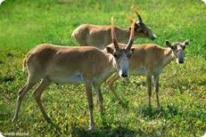 Китайці почали розводити сайгаків в Україні заради ліків