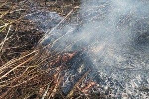 На Арцеулова злапали будівельників, які спалювали сухе гілля