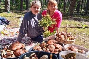 Волинянка назбирала три відрі, два ящики і один кошик польських – ще й пригорщу лисичок (Фото)