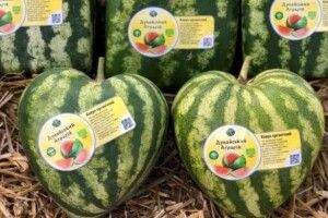 На Одещині фермери виростили кавуни у формі серця
