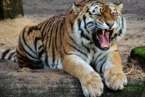 Голому грузину і тигр не страшний!