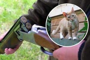 На Рівненщині сусід стріляв у кота через крадених курчат