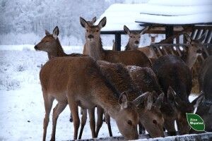 Волинські олені – окраса поліських лісів (Фото)