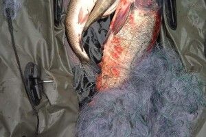 Волинські рибінспектори підрахували, скільки риби наловили браконьєри Ковельщини (Фото)