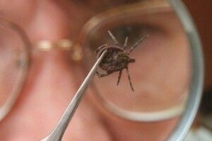 З початку року на Волині підтвердили 6 випадків кліщового енцефаліту